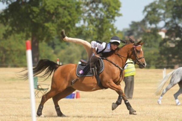 Warmblood Horses in Show Jumping