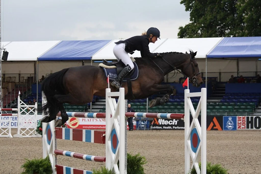 Warmblood Horses: Characteristics that Set Them Apart