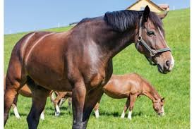 Warmblood Temperaments: What to Expect