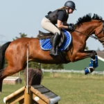 Warmbloods in Eventing: Why They Excel in Cross-Country and Show Jumping