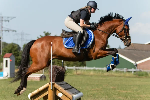 Warmbloods in Eventing: Why They Excel in Cross-Country and Show Jumping