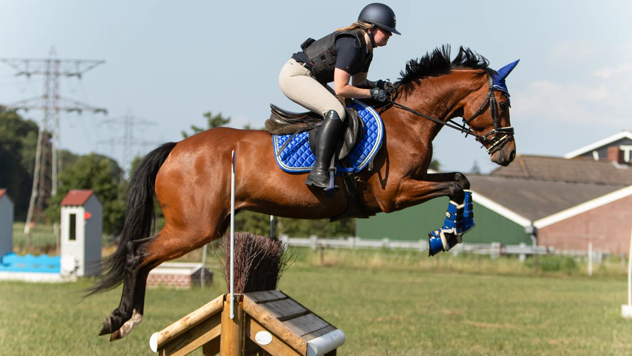 Warmbloods in Eventing: Why They Excel in Cross-Country and Show Jumping