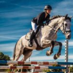 Warmbloods in Show Jumping: Key Qualities to Look For