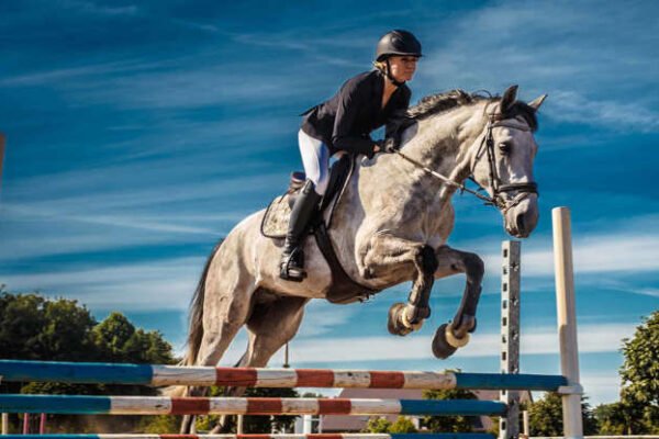 Warmbloods in Show Jumping: Key Qualities to Look For