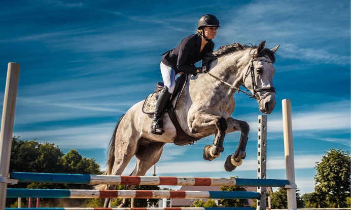 Warmbloods in Show Jumping: Key Qualities to Look For