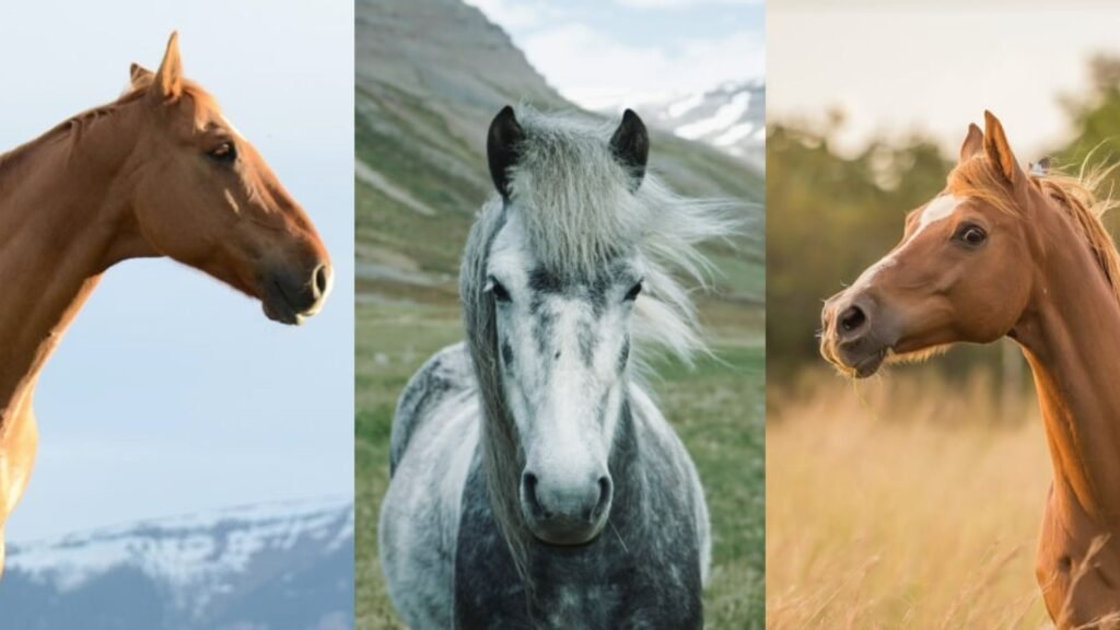 Warmbloods vs. Coldbloods vs. Hotbloods: Key Differences