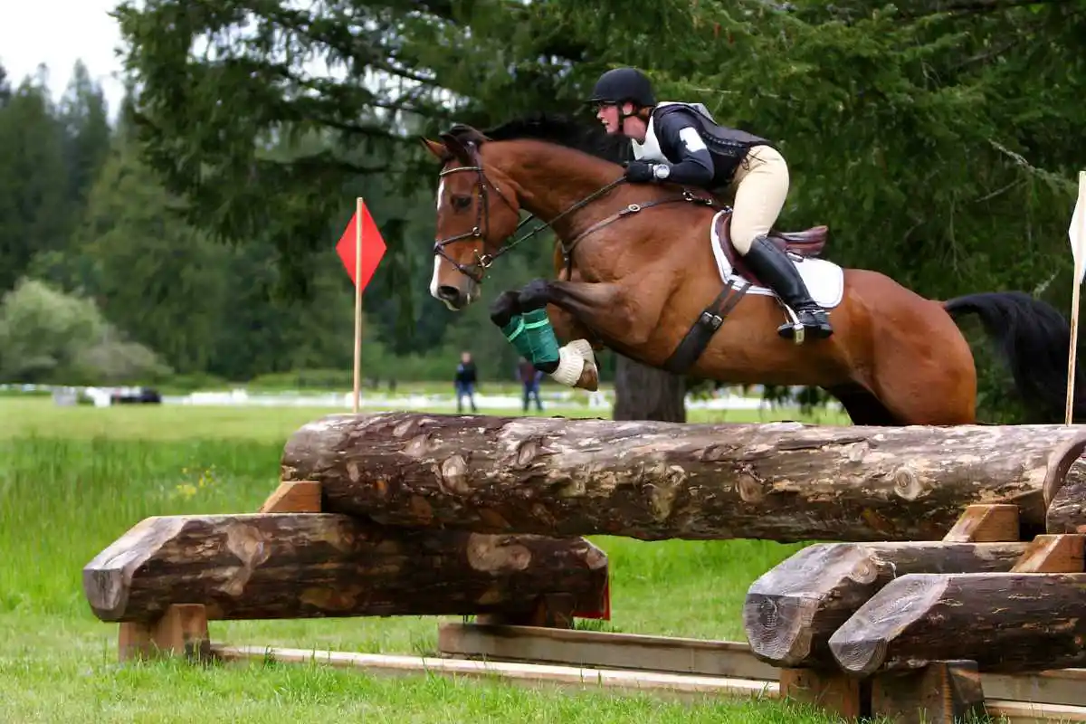 Warmbloods vs. Thoroughbreds: Which is Best for Your Riding Style?