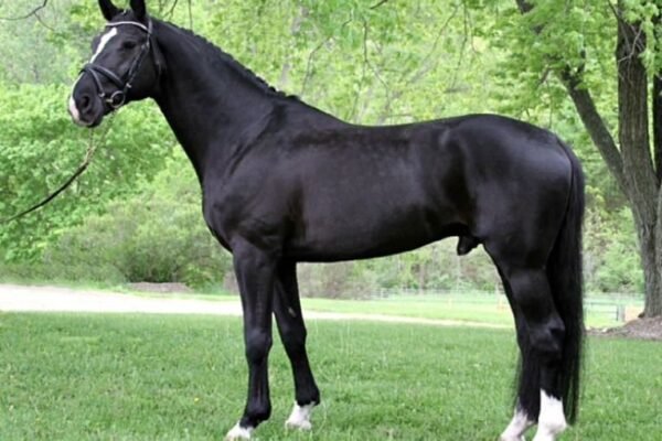 What Are Warmblood Horses?