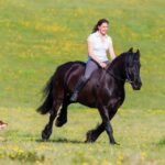 What Makes Friesians a Beloved Horse Breed?
