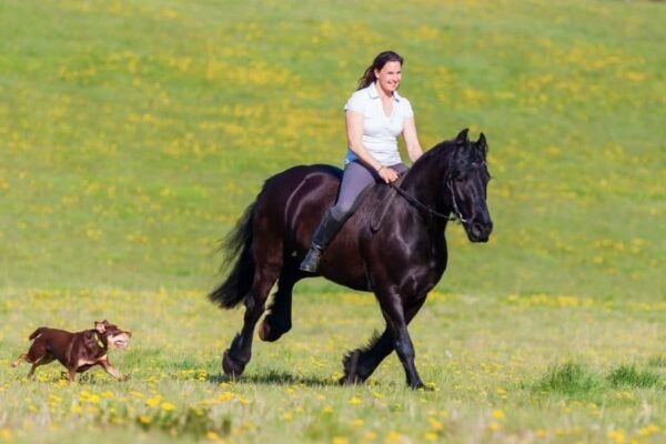 What Makes Friesians a Beloved Horse Breed?