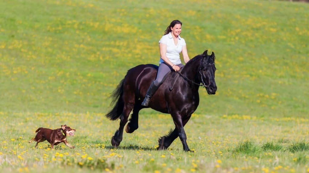 What Makes Friesians a Beloved Horse Breed?