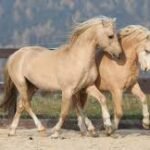 What Makes Ponies Different from Horses?