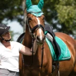 What Makes Warmbloods Ideal for Equestrian Sports?
