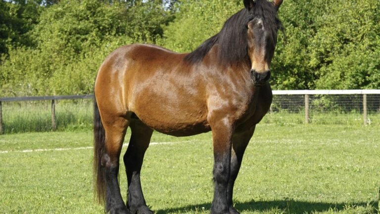 Why Cream Draft Horses Are Rare