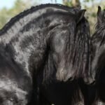 Why Friesian Horses Are Great for Beginners