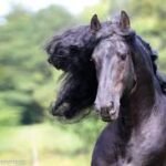 Why Friesians Are Popular in Competitive Driving