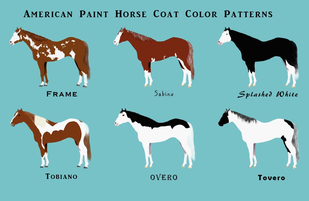  Paint Horses: American Paint vs. Other Breeds