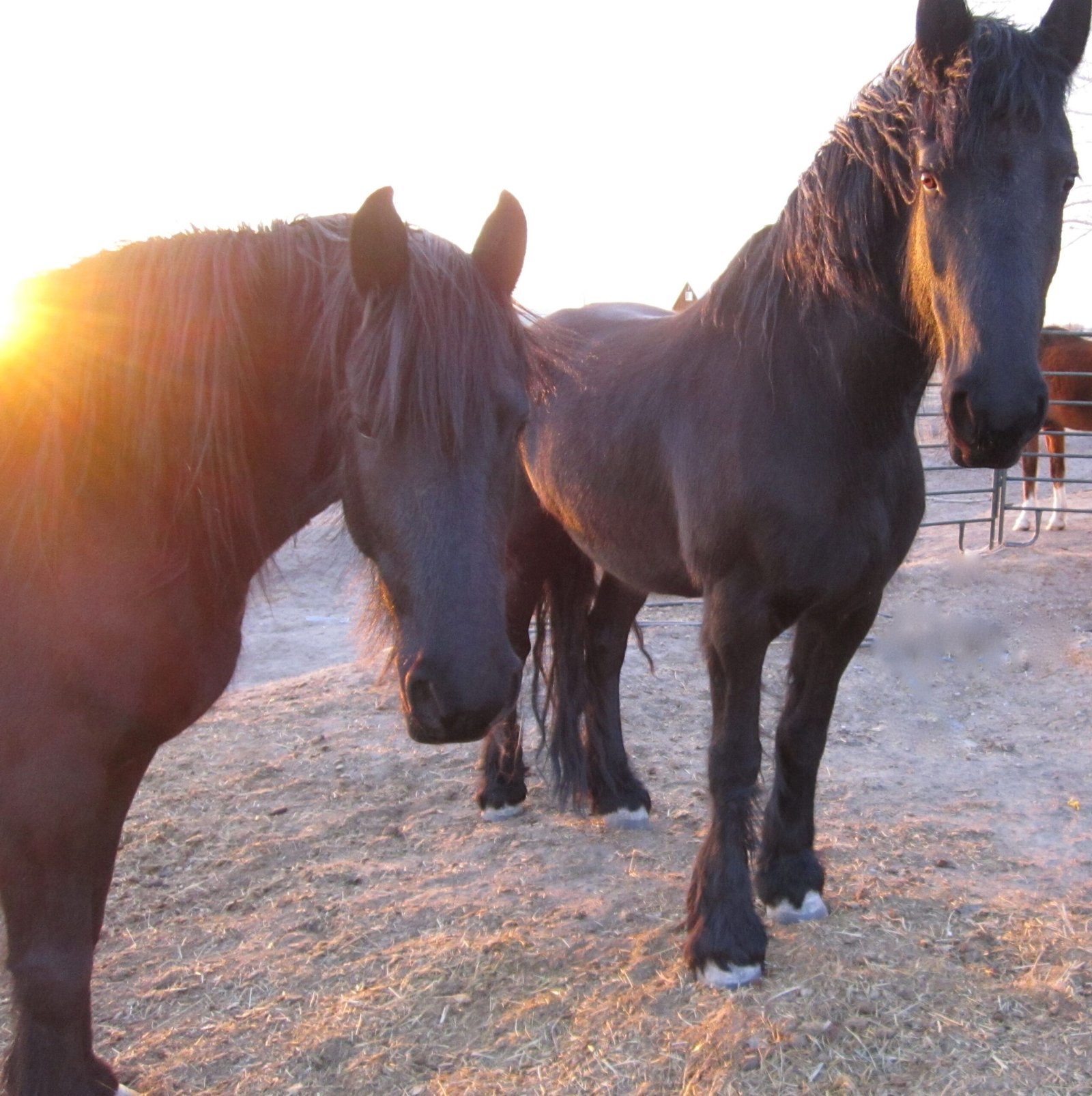 Why Friesian Horses Make Great Family Companions