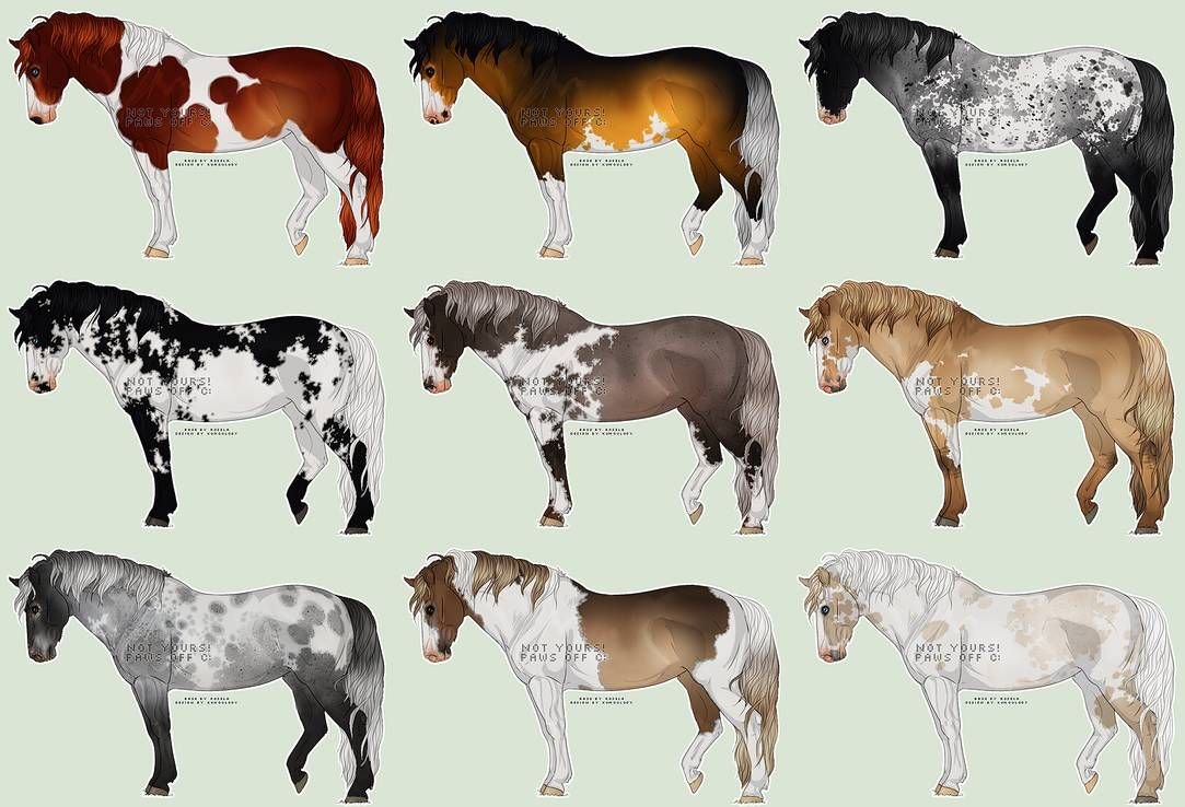 What Are Paint Horses? Exploring Their Unique Color Patterns