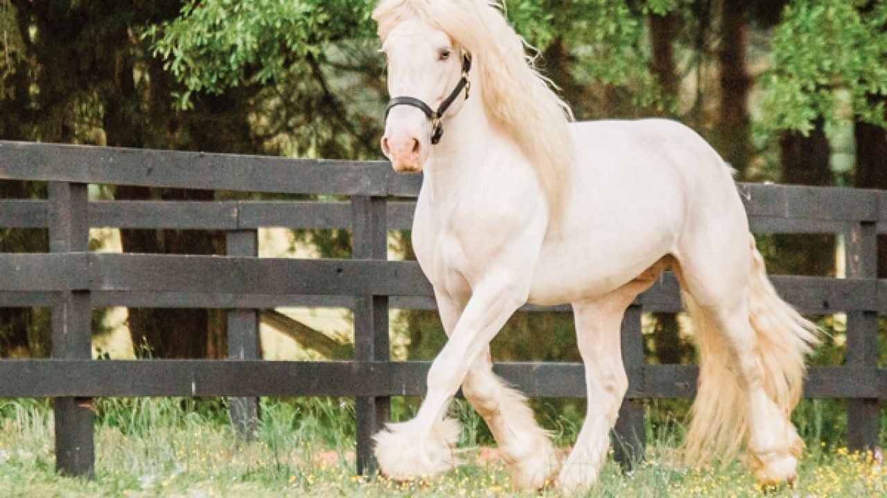 Cream Draft Horses in Agriculture and Work: A Look at Their Role