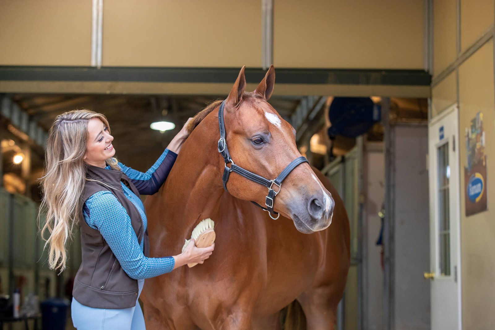 How to Care for and Groom Cream Draft Horses