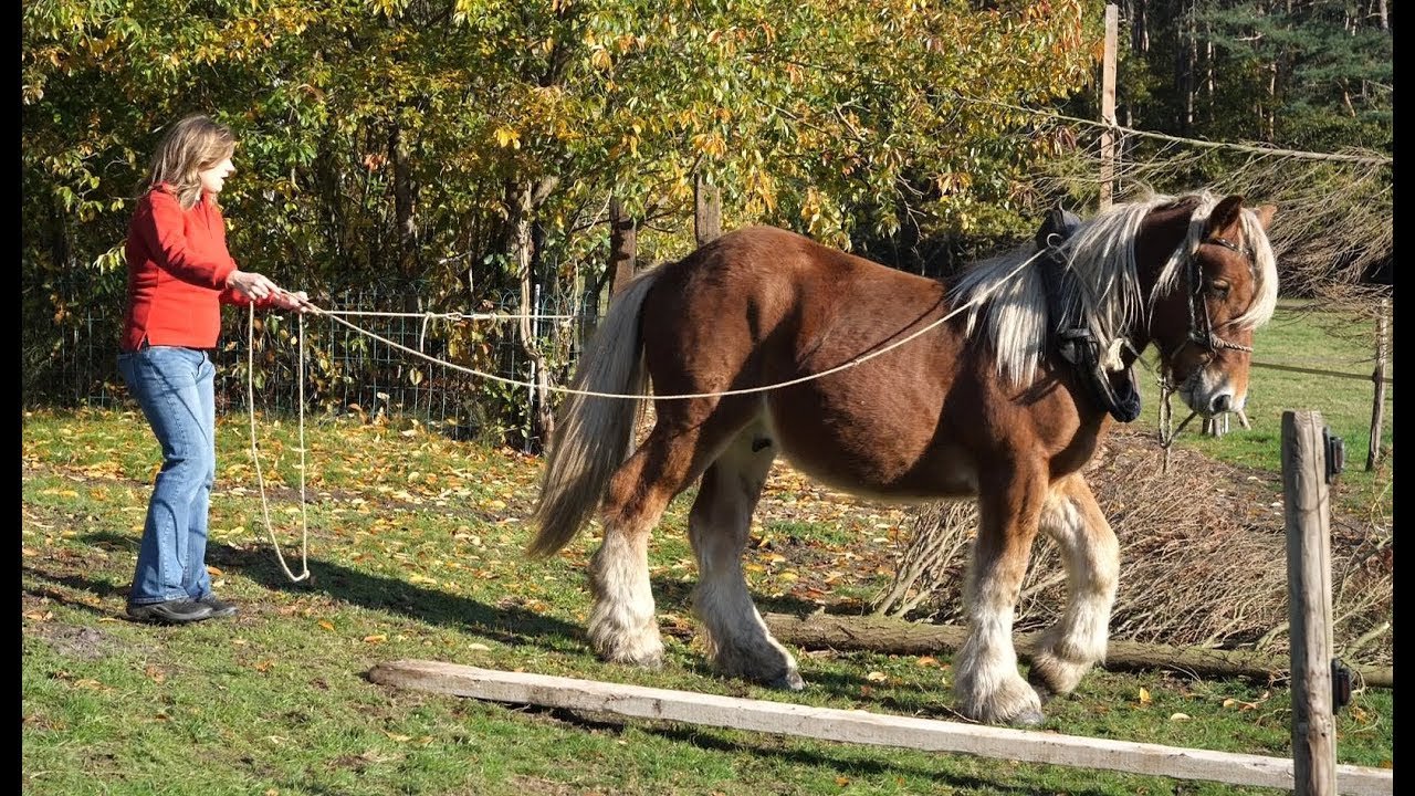 How to Train a Cream Draft Horse for Riding and Work