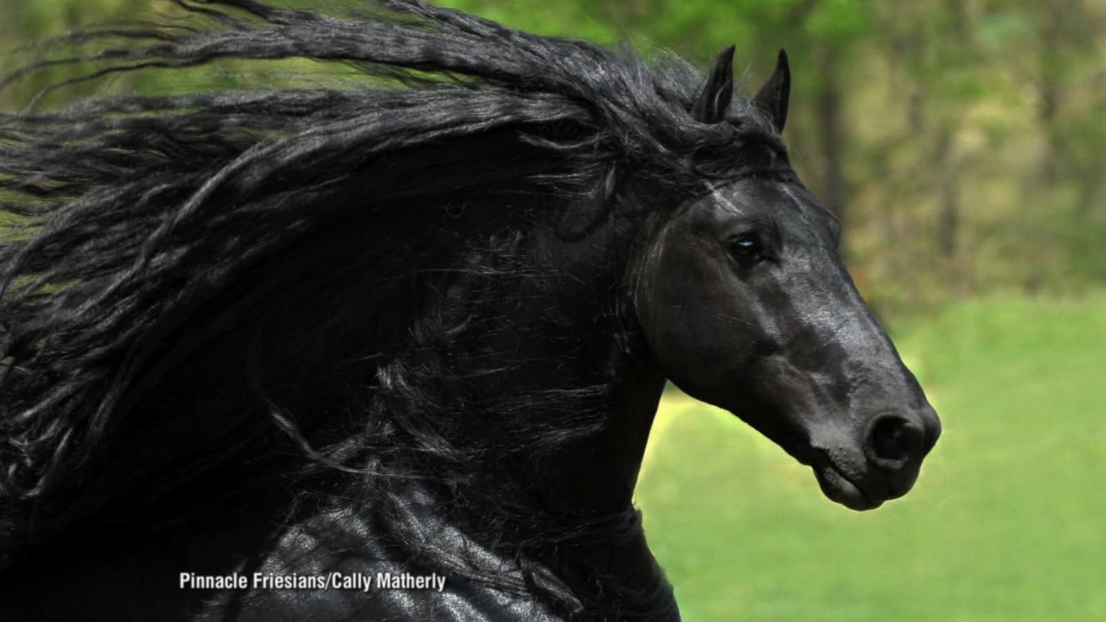 The History of Friesian Horses and Their Origins in Europe