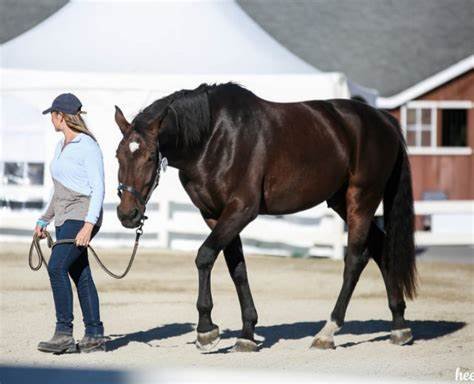 Warmbloods vs. Thoroughbreds: Which is Best for Your Needs?