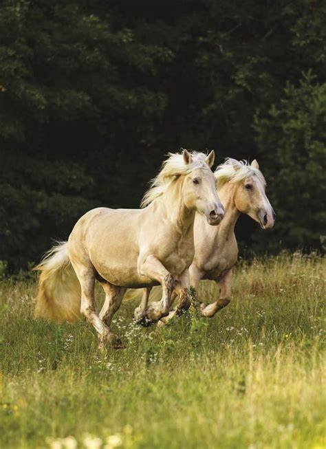 Top Cream Draft Horse Breeds and Their Characteristics