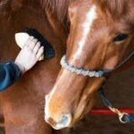 How to Care for and Groom Cream Draft Horses