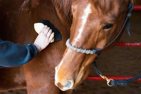 How to Care for and Groom Cream Draft Horses