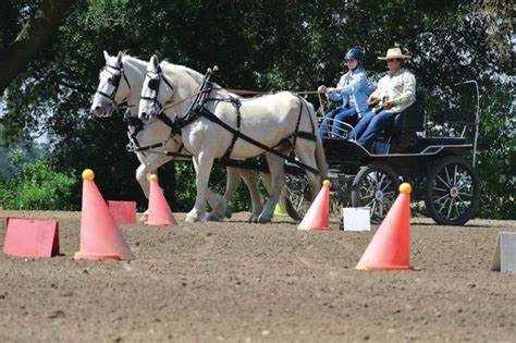 The Best Uses for Cream Draft Horses in Modern Day