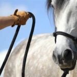 The Best Training Methods for Paint Horses