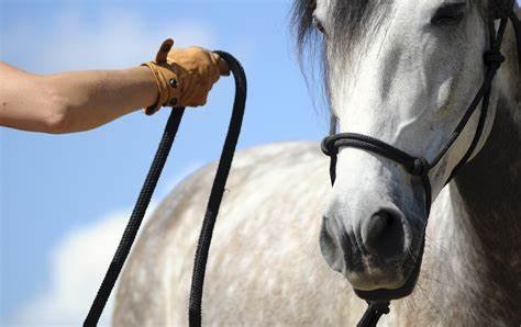 The Best Training Methods for Paint Horses