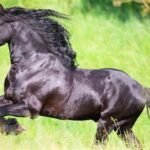 Why Friesian Horses Make Great Family Companions
