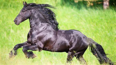 Why Friesian Horses Make Great Family Companions