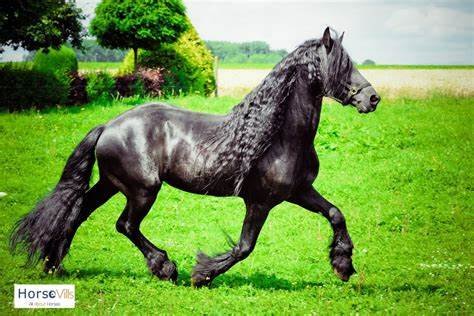 Understanding the Temperament of Friesian Horses