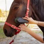 Caring for a Friesian Horse: Grooming and Health Tips