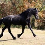 The History of Friesian Horses and Their Origins in Europe