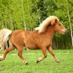 The Best Ponies for Children and Beginners