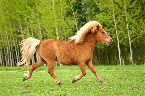 The Best Ponies for Children and Beginners