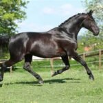 The Care and Maintenance of Warmblood Horses