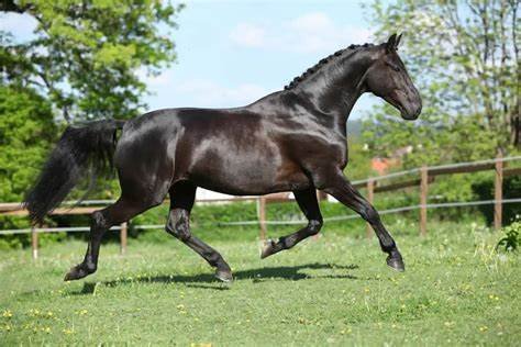 The Care and Maintenance of Warmblood Horses