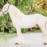 Casino Promotions with Cream Draft Horses