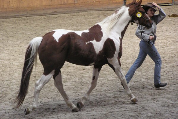 The History and Legacy of Paint Horses