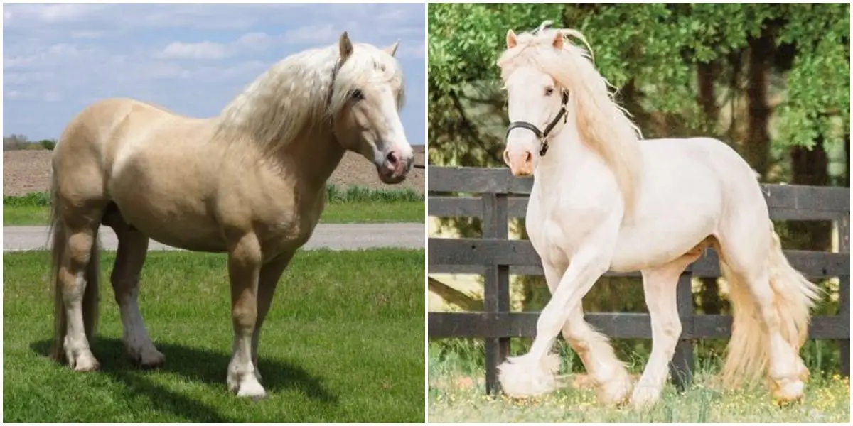 Casino Promotions with Cream Draft Horses